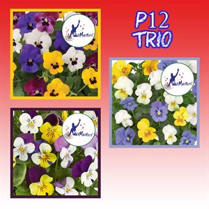 Bild von Viola P12 Trio Mix Divers